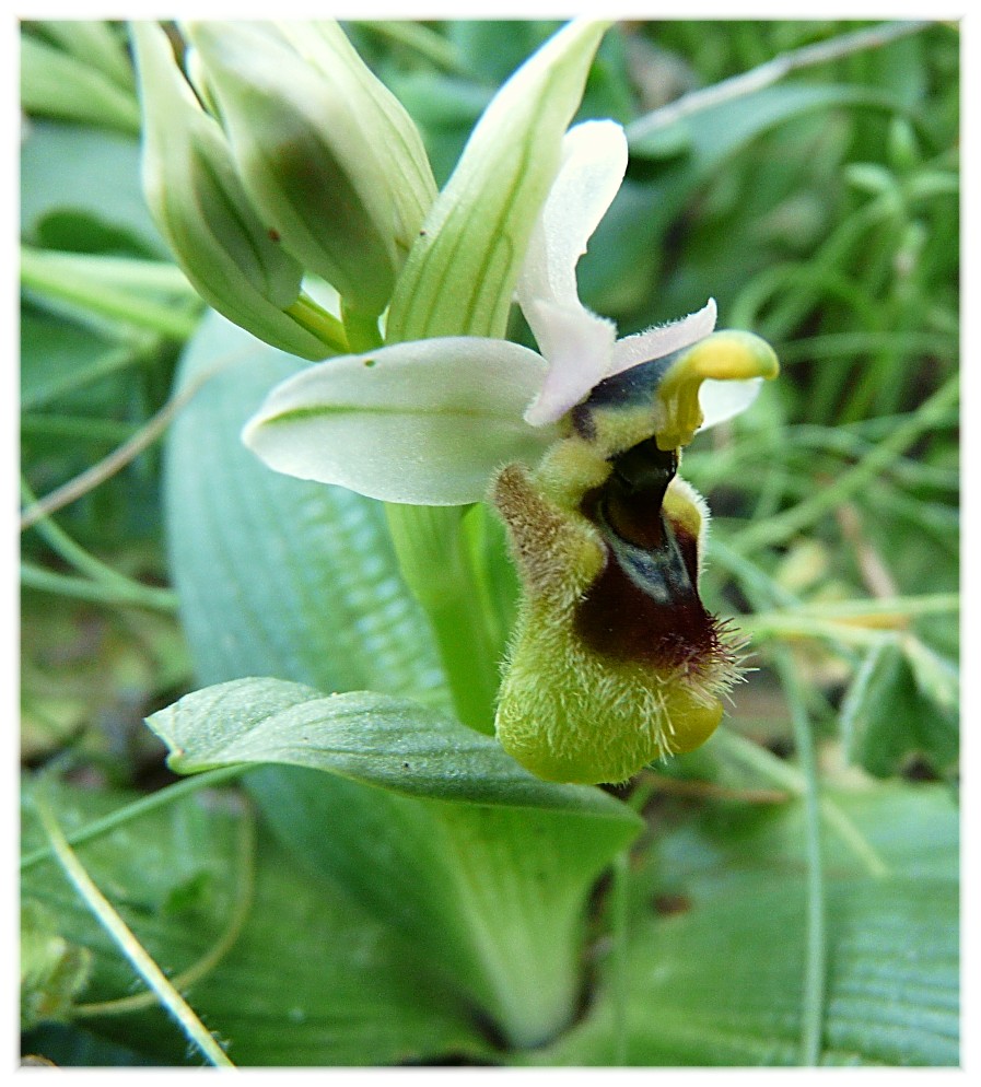 Ophrys tenthredinifera